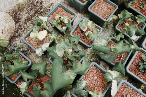the nursery of the wild variegated plants