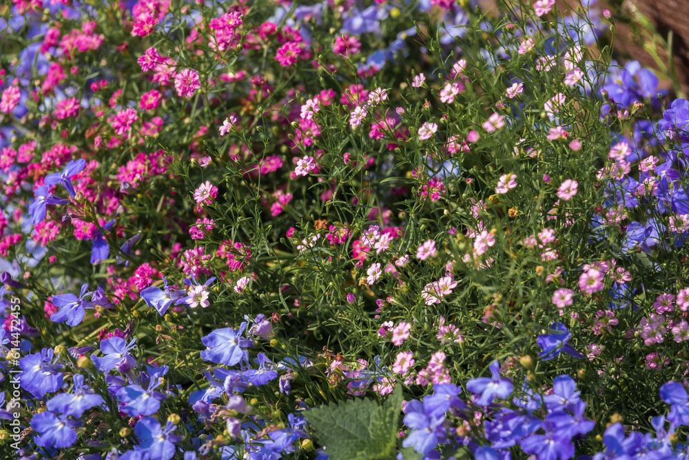 Fototapeta premium Colorful blooming flowerbed.