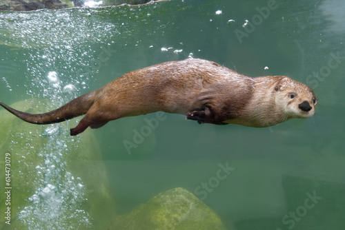 otter smiling at camera while he swims by in water