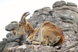 Iberian or Spanish ibex (Capra pyrenaica),in El Torcal National Park in Andalusia, Spain, known for its strange  limestone formations. 