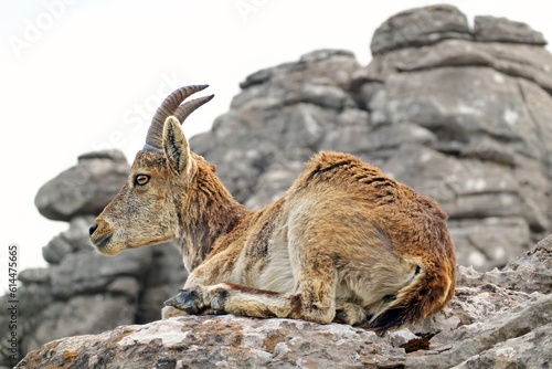 Iberian or Spanish ibex (Capra pyrenaica),in El Torcal National Park in Andalusia, Spain, known for its strange  limestone formations. 