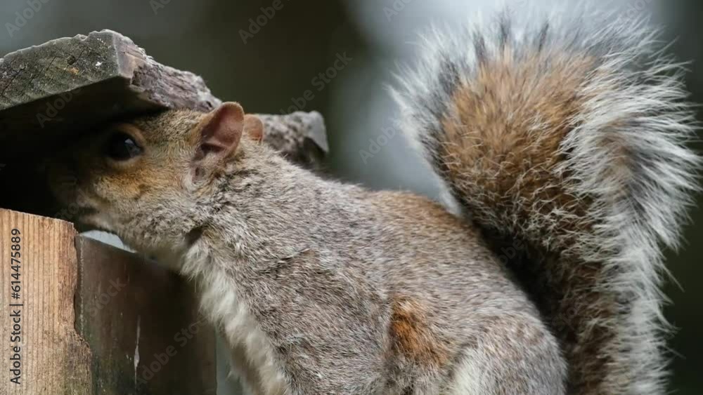 The eastern gray squirrel, also known, particularly outside of North America, as simply the grey squirrel, is a tree squirrel in the genus Sciurus. The eastern gray squirrel, also known, particularly outside of North America, as simply the grey squirrel, is a tree squirrel in the genus Sciurus.