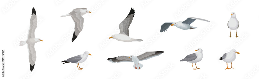 Obraz premium Gray and White Seagull Bird in Different Pose Vector Set