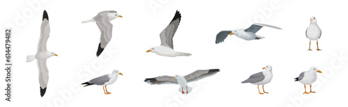 Gray and White Seagull Bird in Different Pose Vector Set
