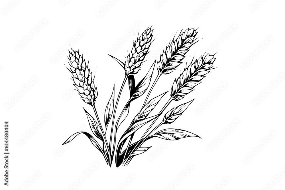 Wheat bread ears cereal crop sketch engraving style vector illustration. Wheat bread ears cereal crop sketch engraving style vector illustration.