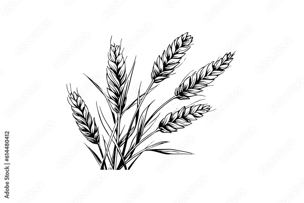 Wheat bread ears cereal crop sketch engraving style vector illustration. Wheat bread ears cereal crop sketch engraving style vector illustration.