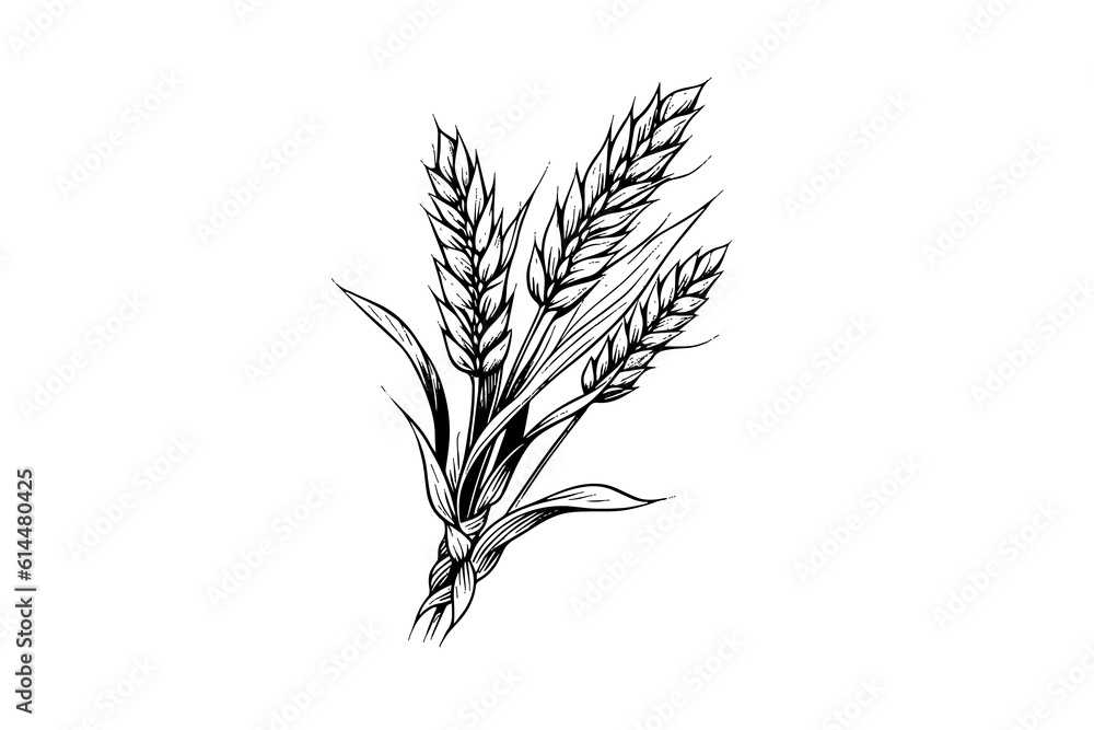 Wheat bread ears cereal crop sketch engraving style vector illustration. Wheat bread ears cereal crop sketch engraving style vector illustration.