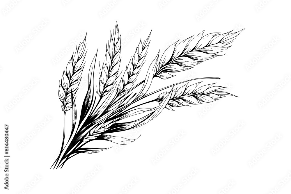 Wheat bread ears cereal crop sketch engraving style vector illustration. Wheat bread ears cereal crop sketch engraving style vector illustration.