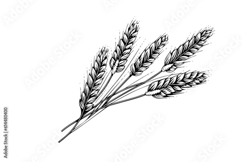 Wheat bread ears cereal crop sketch engraving style vector illustration. 