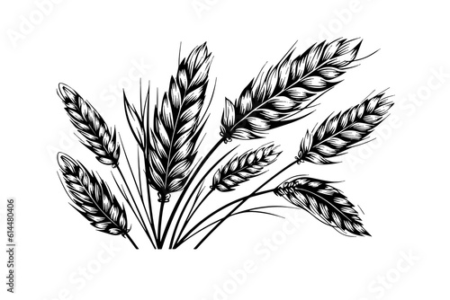 Wheat bread ears cereal crop sketch engraving style vector illustration. 