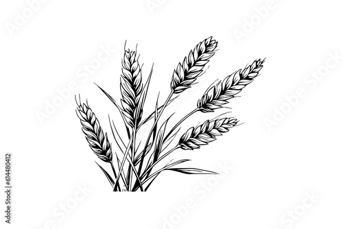Wheat bread ears cereal crop sketch engraving style vector illustration. 