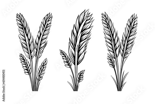 Set of wheat bread ears cereal crop sketch engraving style vector illustration. 