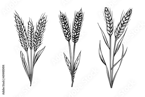 Set of wheat bread ears cereal crop sketch engraving style vector illustration. 