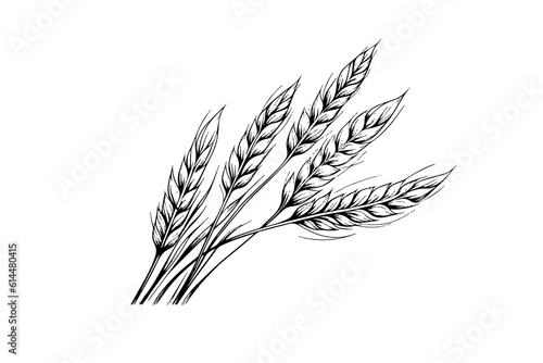 Wheat bread ears cereal crop sketch engraving style vector illustration. 