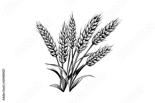Wheat bread ears cereal crop sketch engraving style vector illustration. 