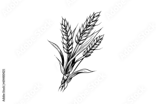 Wheat bread ears cereal crop sketch engraving style vector illustration. 