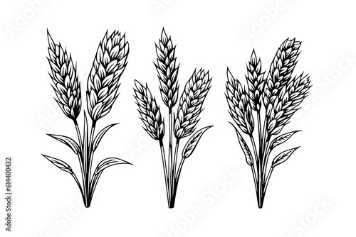 Set of wheat bread ears cereal crop sketch engraving style vector illustration. 