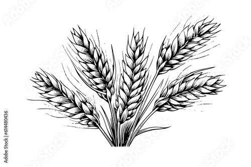 Wheat bread ears cereal crop sketch engraving style vector illustration. 