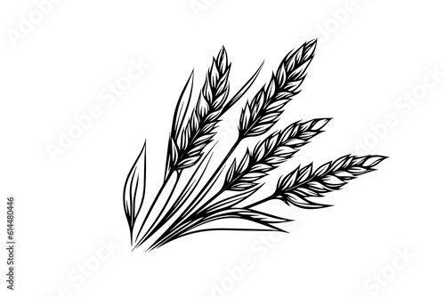 Wheat bread ears cereal crop sketch engraving style vector illustration. 