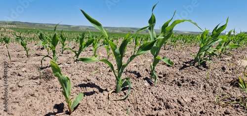Field with planted young corn