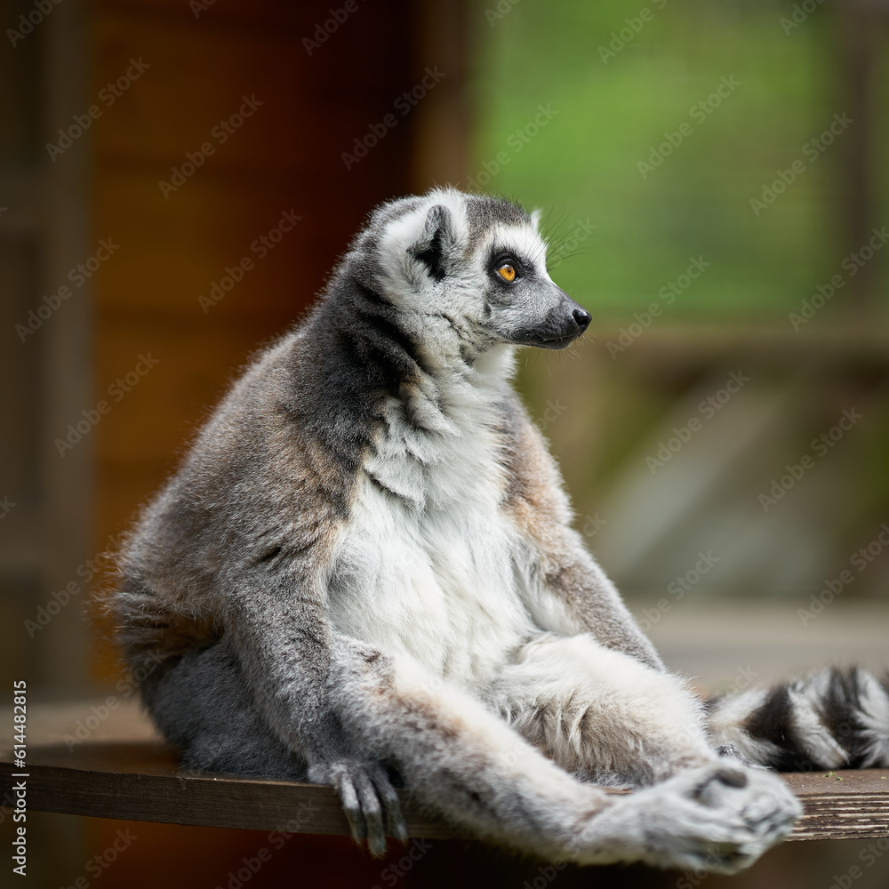 Fototapeta premium sitzender Katta, lemur catta in einem Tierpark in Gefangenschaft