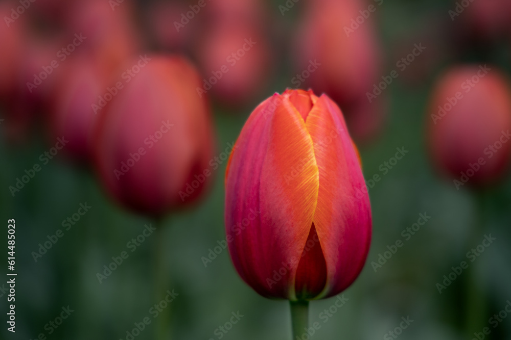 High contrast close up of red tulip flower on dark green background with many flowers out of focus High contrast close up of red tulip flower on dark green background with many flowers out of focus