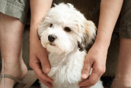Shy puppy sitting between legs and arms of pet owner. Small timid fluffy white puppy dog seeking protection or shelter by woman. 16 weeks old female Havanese puppy dog, white orange. Selective focus.