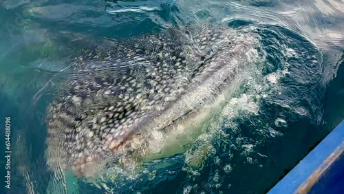 cinematic shot of a whale shark, rhincodon typus emerging on the coastal surface near the fishing village to get food given by surrounding fisherman.