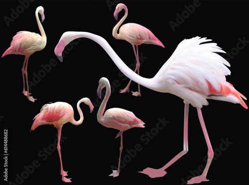 five pink flamingo group isolated on black