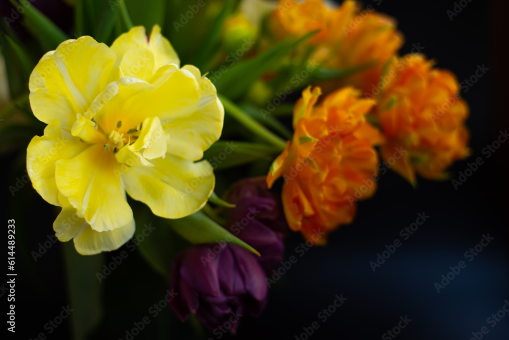 Yellow and orange tulips on black background Yellow and orange tulips on black background