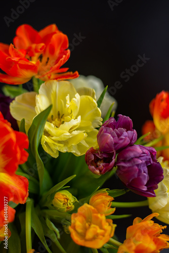 Large red, yellow, orange and purple tulips on a black background