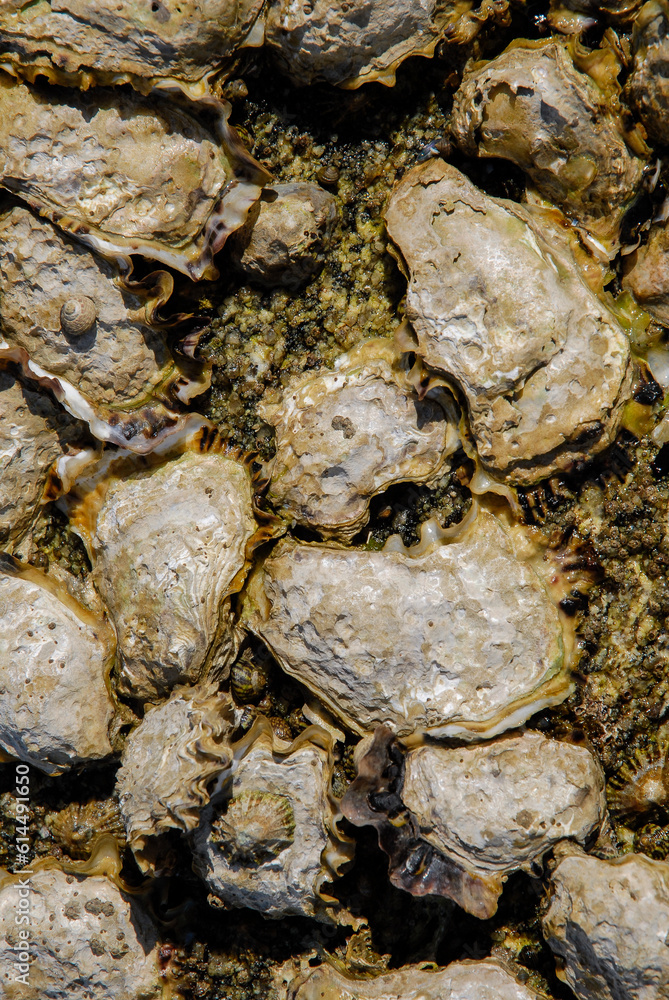 Huitre, Ostrea edulis Huitre, Ostrea edulis