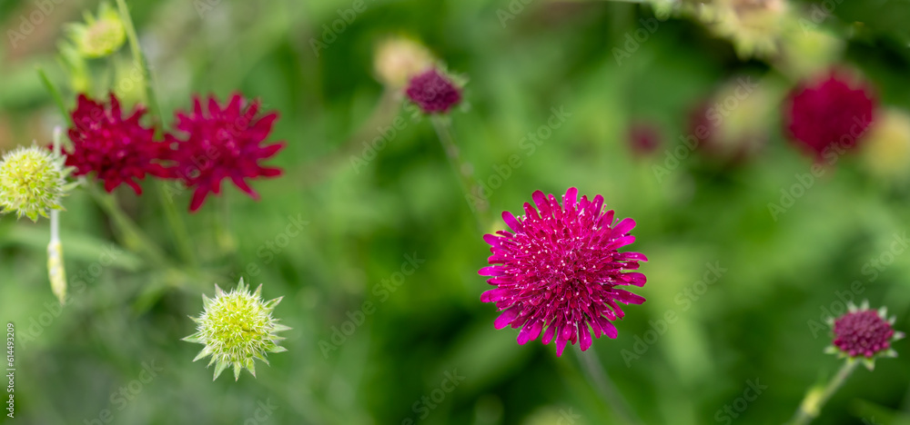 Banner with Macedonian scabious flowers (Knautia macedonica) in a garden Banner with Macedonian scabious flowers (Knautia macedonica) in a garden