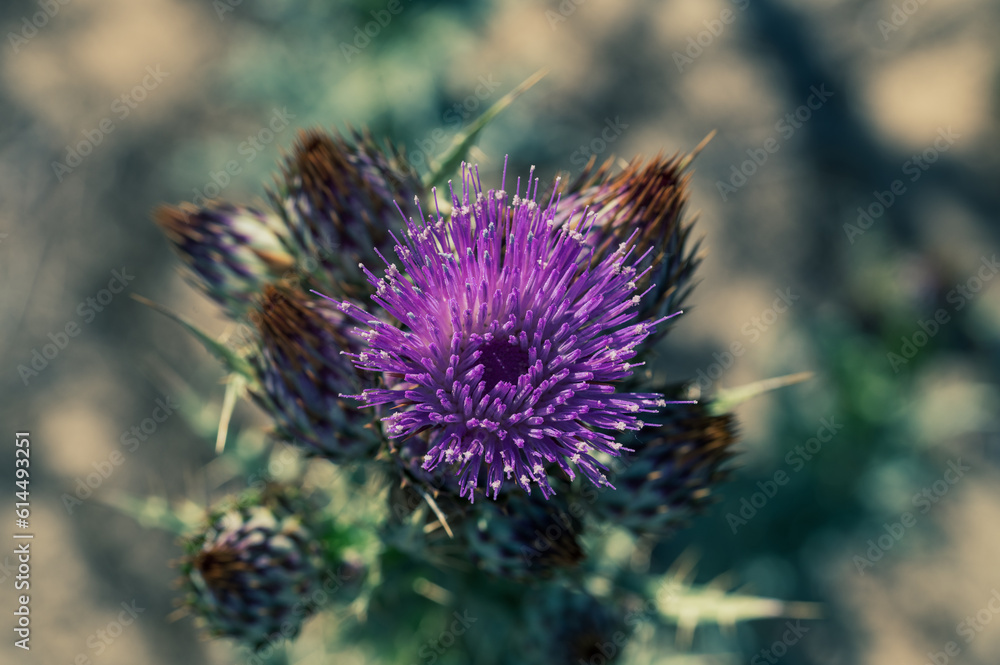 Top view of a purple thistle flower in the field Top view of a purple thistle flower in the field