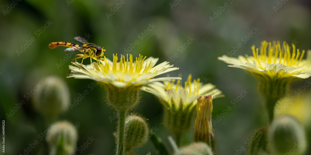 Detail of a small hoverfly (Syrphidae) perched on a yellow dandelion flower Detail of a small hoverfly (Syrphidae) perched on a yellow dandelion flower