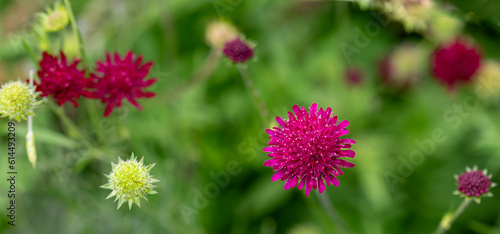 Banner with Macedonian scabious flowers (Knautia macedonica) in a garden