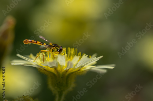 Detail of a small hoverfly (Syrphidae) perched on a yellow dandelion flower