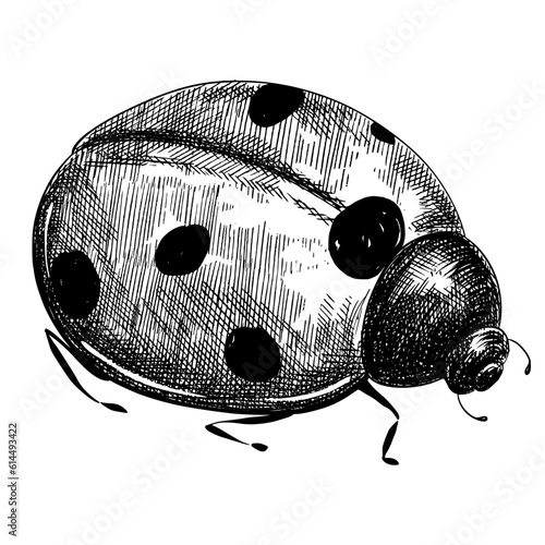 Sketch ladybug on white background, vintage animal illustration.