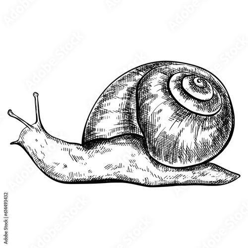 Sketch snail vintage animal illustration.