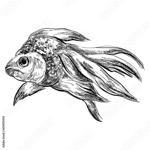 Goldfish sketch vintage animal illustration.