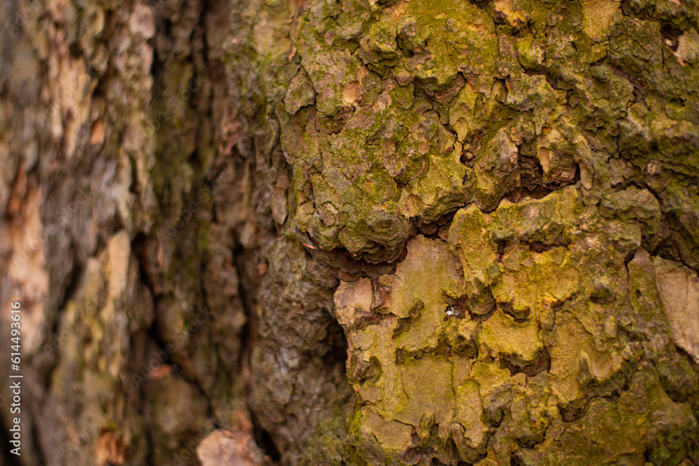 Texture of bark wood use as natural background Texture of bark wood use as natural background