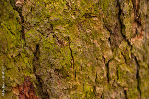 Mossy growing on the cracked and wrinkled bark of a tree.