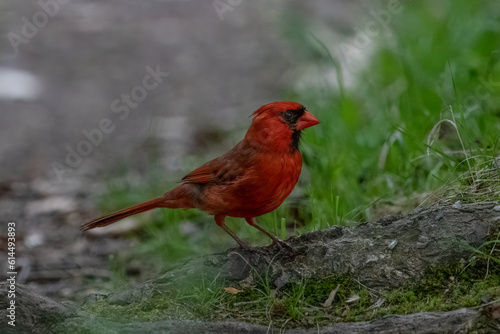 Male northern cardinal on the ground.