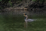 Pair of double-crested cormorants swimming side by side.