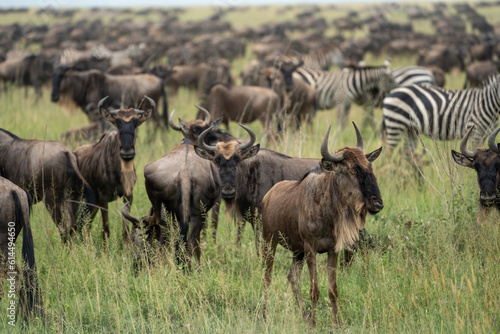 Huge herd of wildebeests  in selective focus - Serengeti National Park Tanzania