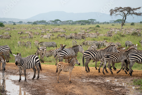 Very muddy  cute baby zebra stands in a dirt track. Serengeti National Park