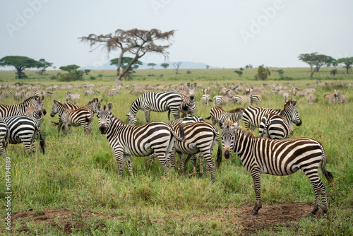 Zebras pause from grazing and eating to stare at the camera - Serengeti National Park