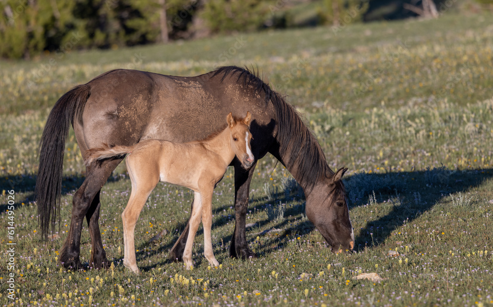 Fototapeta premium Wild Horse Mare and Foal in the Pryor Mountains Montana in Summer