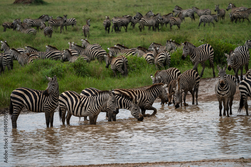 Herd of zebras take a drink from a creek in Serengeti National Park