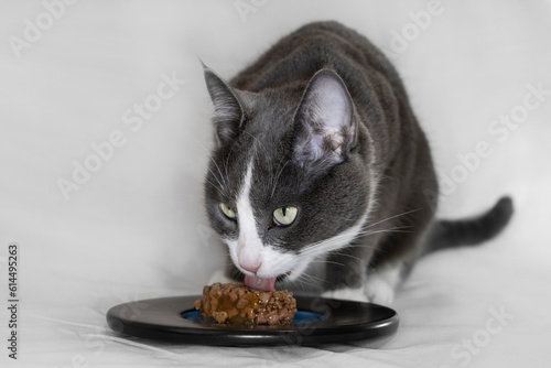 grey and white cat eating wet food off a plate with light background